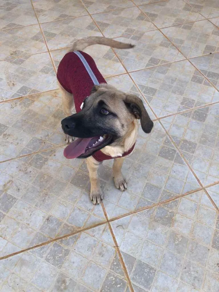 Cachorro ra a Sem raça  idade 7 a 11 meses nome Brisa 