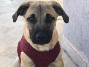 Cachorro raça Sem raça  idade 7 a 11 meses nome Brisa 