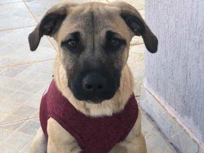 Cachorro ra a Sem raça  idade 7 a 11 meses nome Brisa 