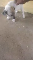 Piti