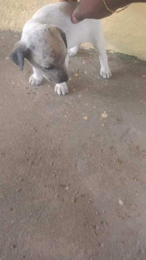 Cachorro raça Indefinida  idade 2 a 6 meses nome Piti