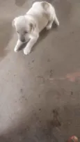 Piti