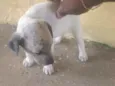 Piti