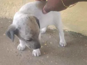 Cachorro raça Indefinida  idade 2 a 6 meses nome Piti