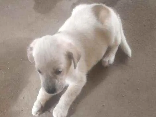 Cachorro raça Indefinida  idade 2 a 6 meses nome Piti