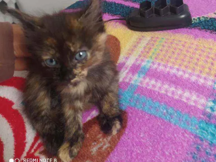 Gato raça Pé duro idade Abaixo de 2 meses nome Sem nome ainda