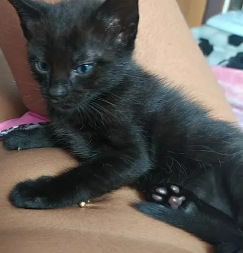 Gato raça Pé duro idade Abaixo de 2 meses nome Sem nome ainda