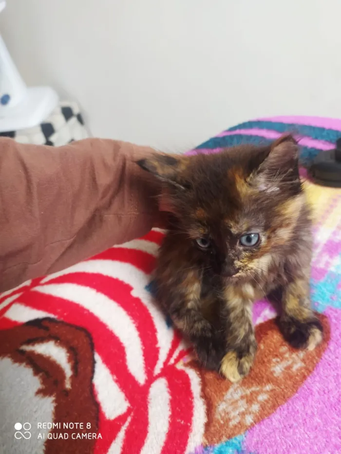 Gato raça Pé duro idade Abaixo de 2 meses nome Sem nome ainda