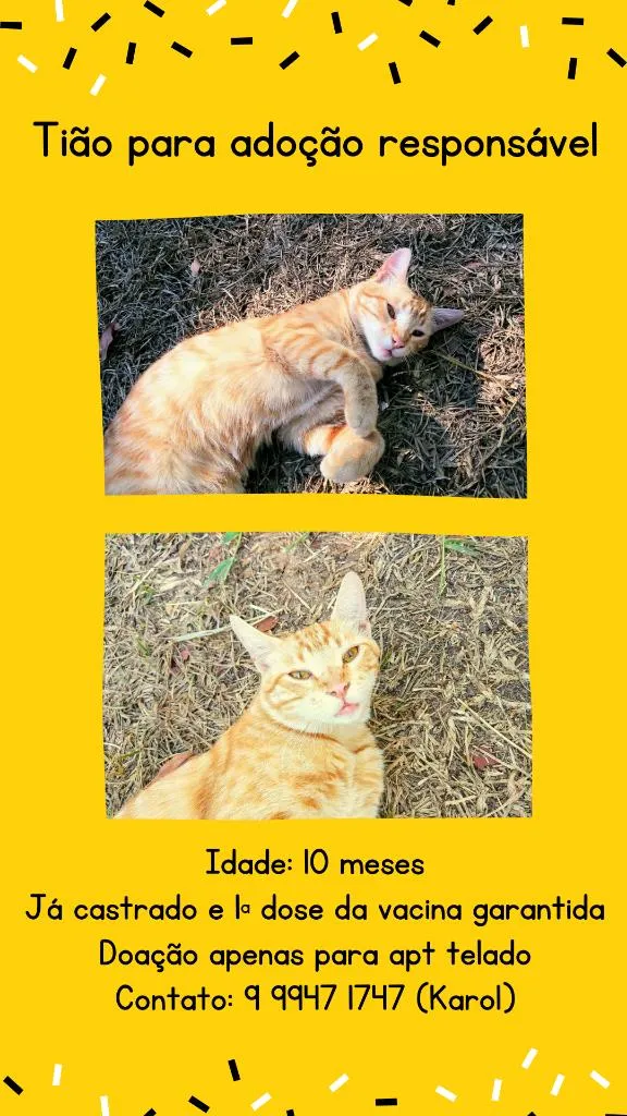 Gato ra a SRD  idade 7 a 11 meses nome Tião