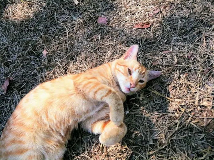 Gato ra a SRD  idade 7 a 11 meses nome Tião