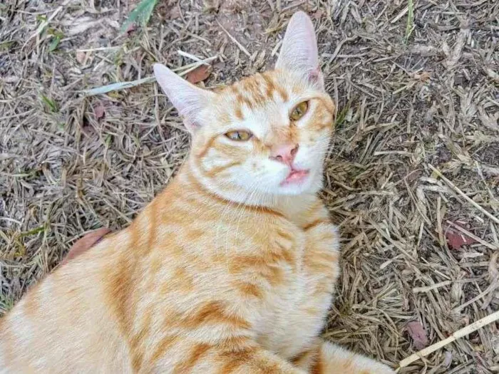Gato ra a SRD  idade 7 a 11 meses nome Tião