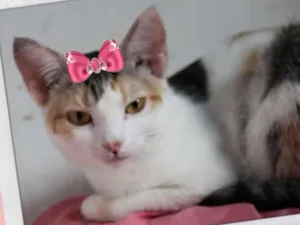 Gato raça Mestiça  idade 7 a 11 meses nome Nina 