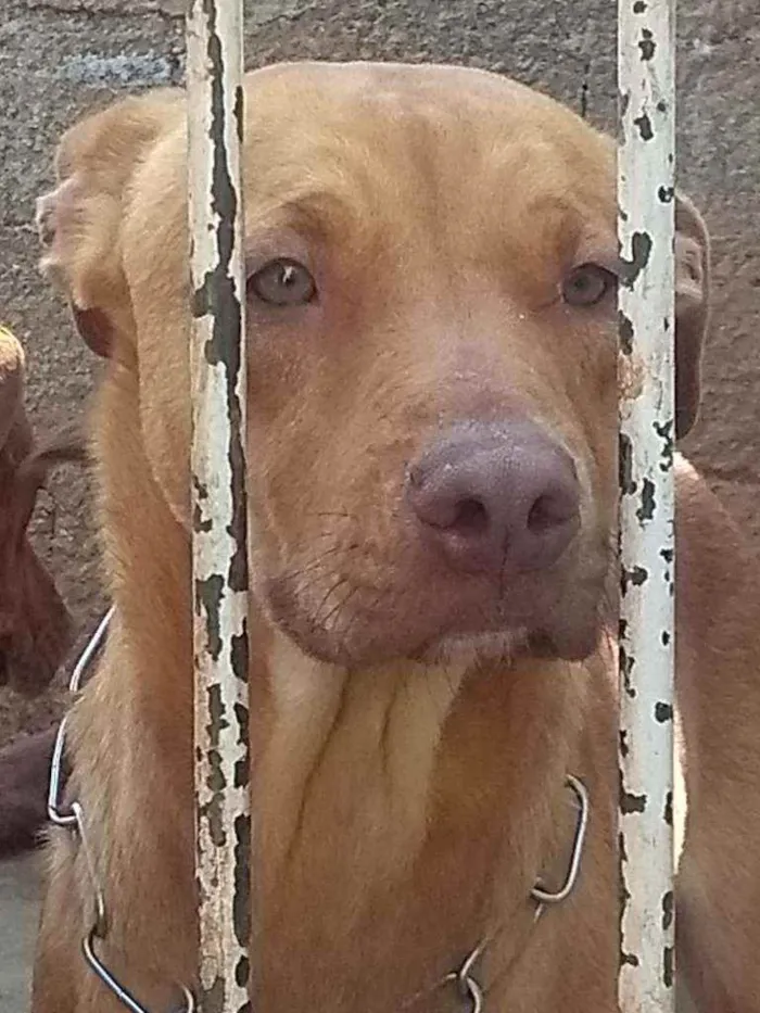 Cachorro ra a Red nose c/ vira lata idade 7 a 11 meses nome Simba e Zeus
