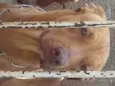Simba e Zeus