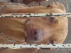 Cachorro raça Red nose c/ vira lata idade 7 a 11 meses nome Simba e Zeus