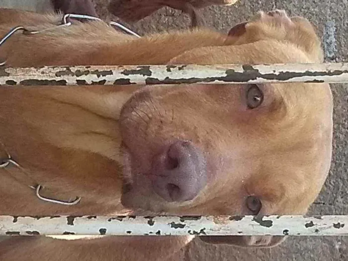 Cachorro ra a Red nose c/ vira lata idade 7 a 11 meses nome Simba e Zeus