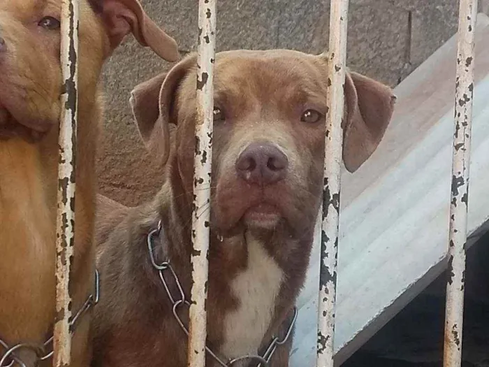 Cachorro ra a Red nose c/ vira lata idade 7 a 11 meses nome Simba