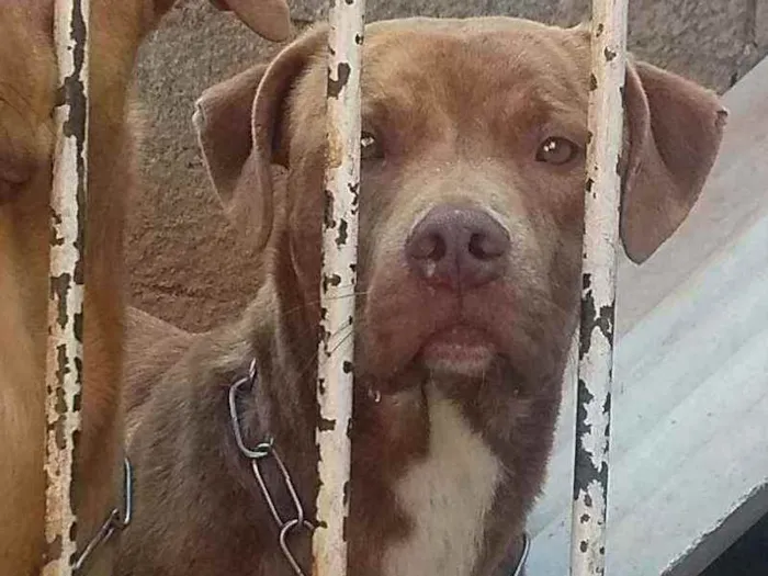 Cachorro ra a Red nose c/ vira lata idade 7 a 11 meses nome Simba