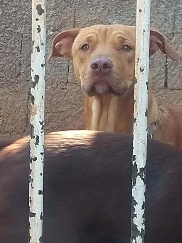 Cachorro ra a Red nose c/ vira lata idade 7 a 11 meses nome Zeus