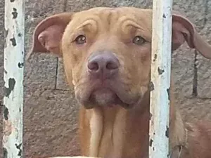 Cachorro raça Red nose c/ vira lata idade 7 a 11 meses nome Zeus