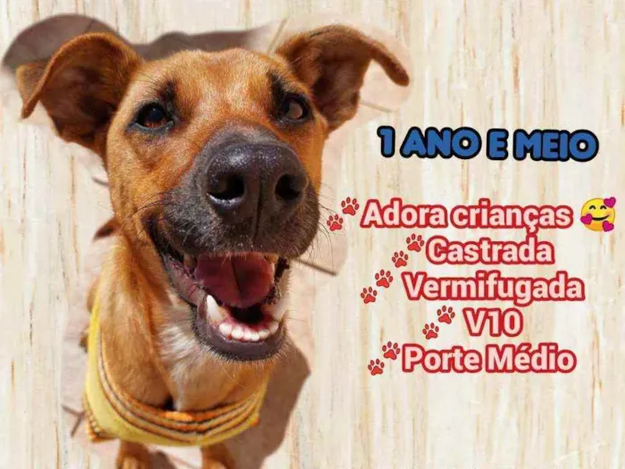 Cachorro raça Srd idade 1 ano nome Lilica