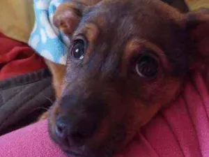 Cachorro raça Srd idade 2 a 6 meses nome Luna