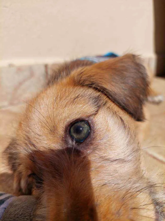 Cachorro raça Srd idade 2 a 6 meses nome Aventureiro