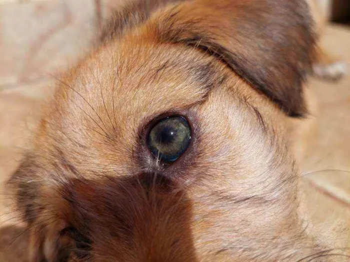 Cachorro raça Srd idade 2 a 6 meses nome Aventureiro