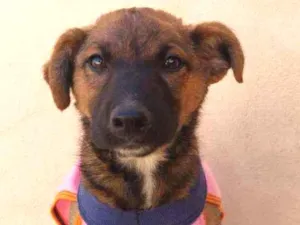 Cachorro raça Srd idade 2 a 6 meses nome Ariel