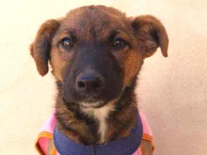 Cachorro raça Srd idade 2 a 6 meses nome Ariel