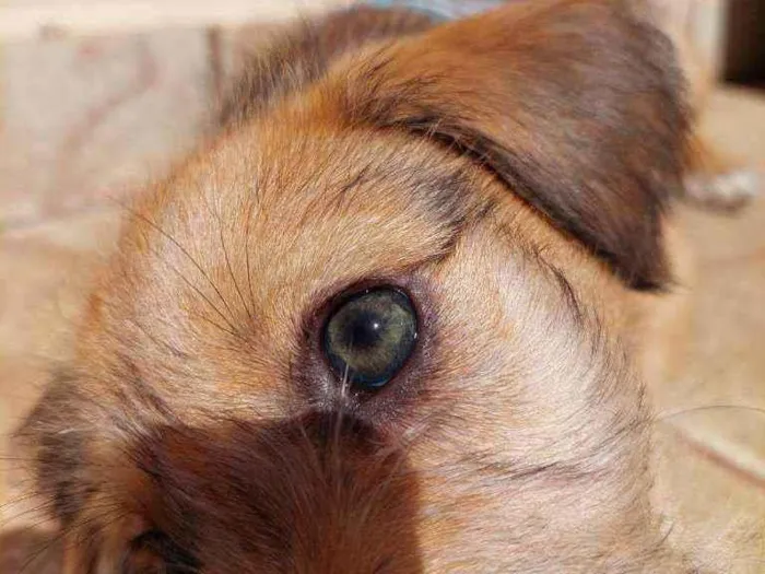 Cachorro raça Srd idade 2 a 6 meses nome Aventureiro