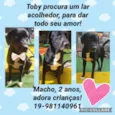 Toby