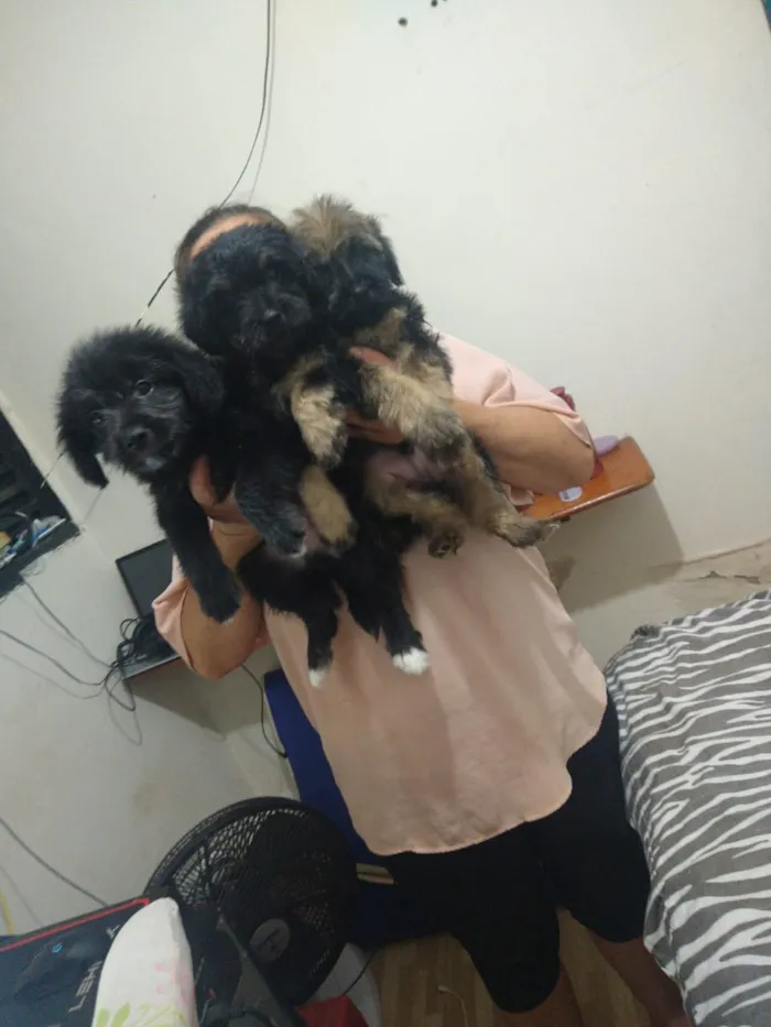 Cachorro ra a indefinida  idade Abaixo de 2 meses nome sem nome