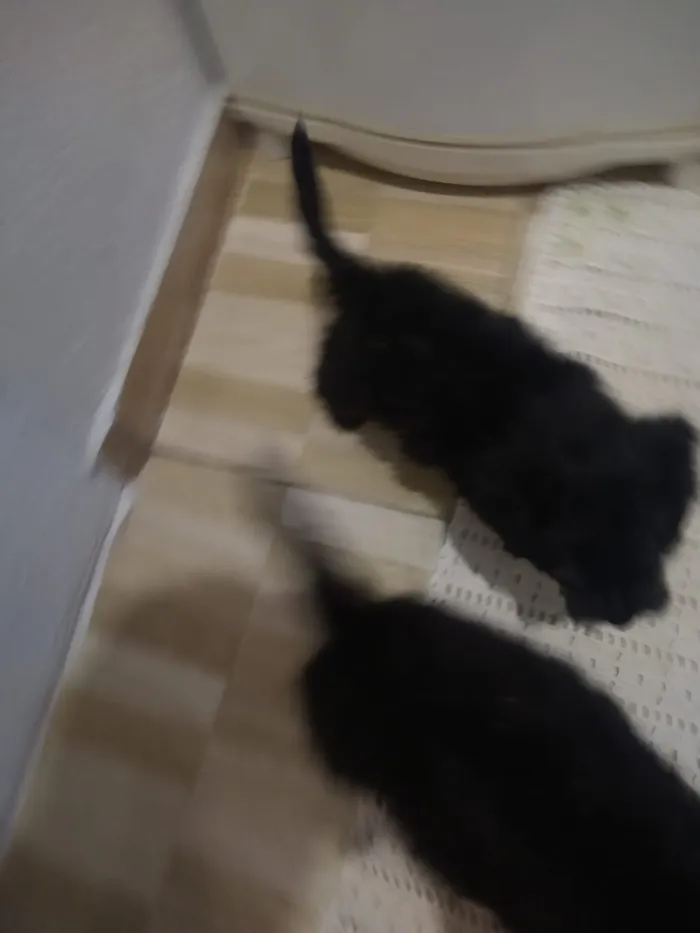 Cachorro ra a indefinida  idade Abaixo de 2 meses nome sem nome