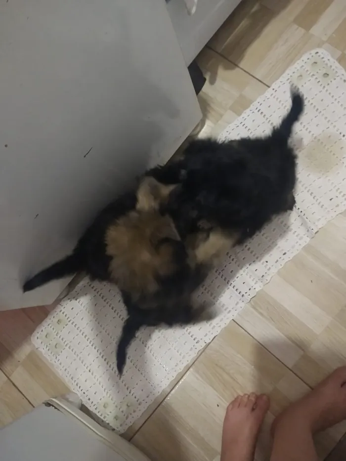 Cachorro ra a indefinida  idade Abaixo de 2 meses nome sem nome