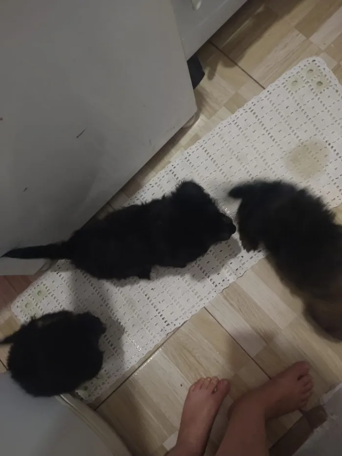 Cachorro ra a indefinida  idade Abaixo de 2 meses nome sem nome