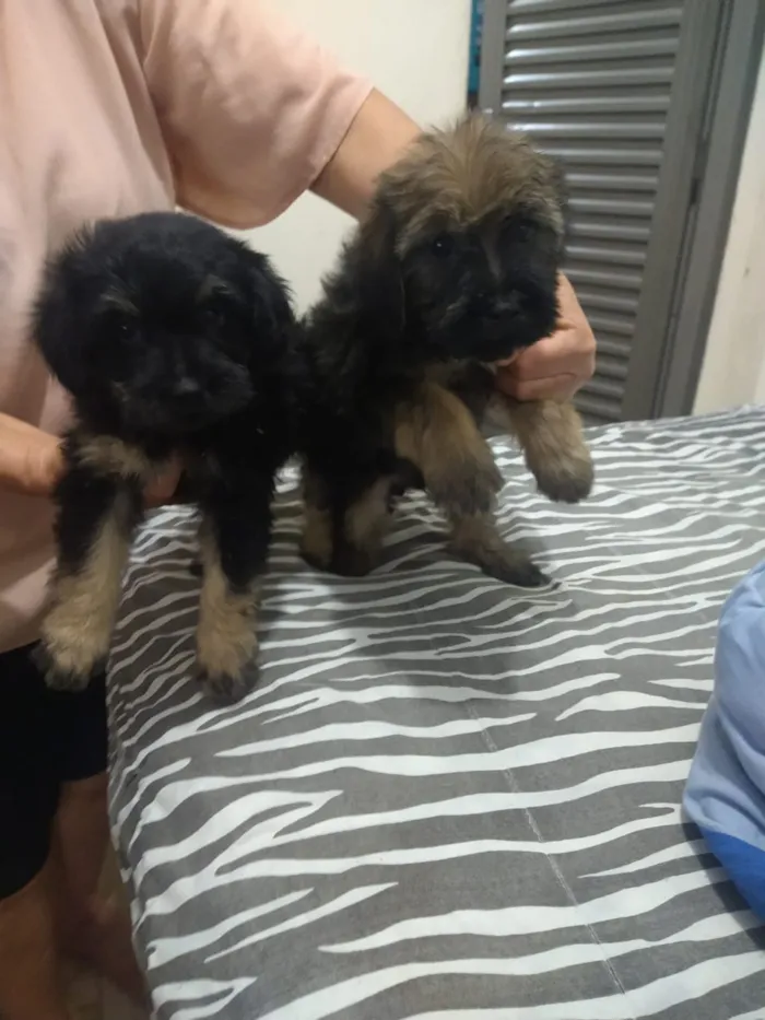 Cachorro ra a indefinida  idade Abaixo de 2 meses nome sem nome