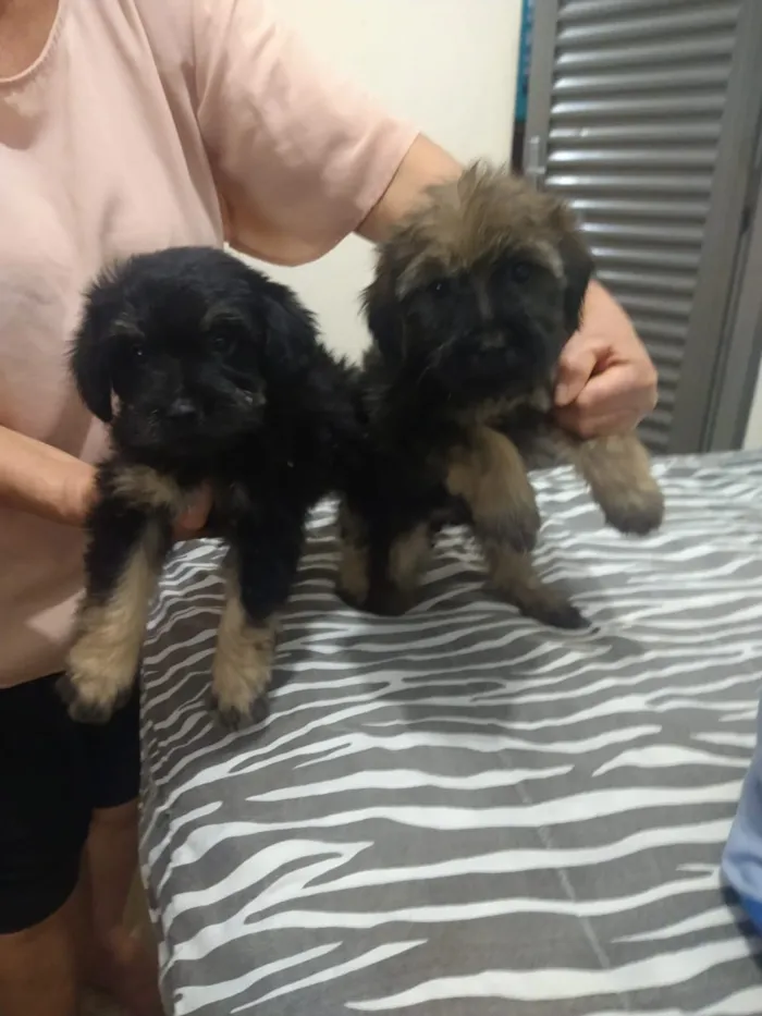 Cachorro ra a indefinida  idade Abaixo de 2 meses nome sem nome