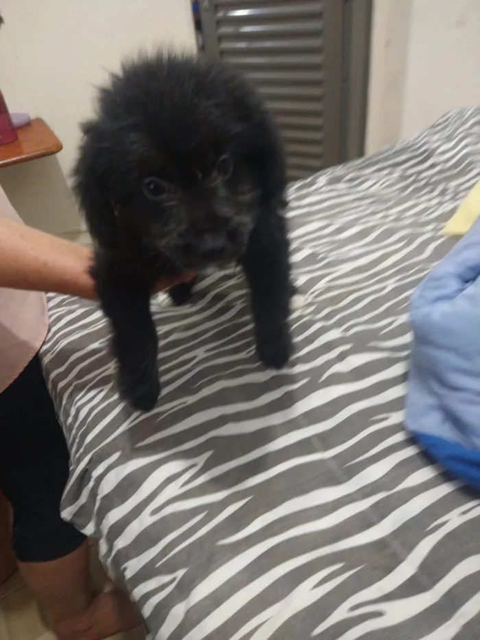 Cachorro ra a indefinida  idade Abaixo de 2 meses nome sem nome