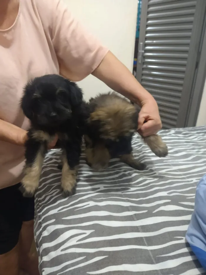 Cachorro ra a indefinida  idade Abaixo de 2 meses nome sem nome