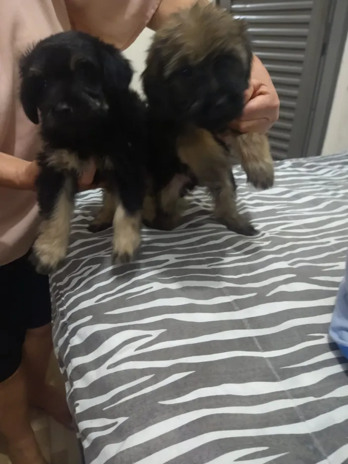 Cachorro ra a indefinida  idade Abaixo de 2 meses nome sem nome