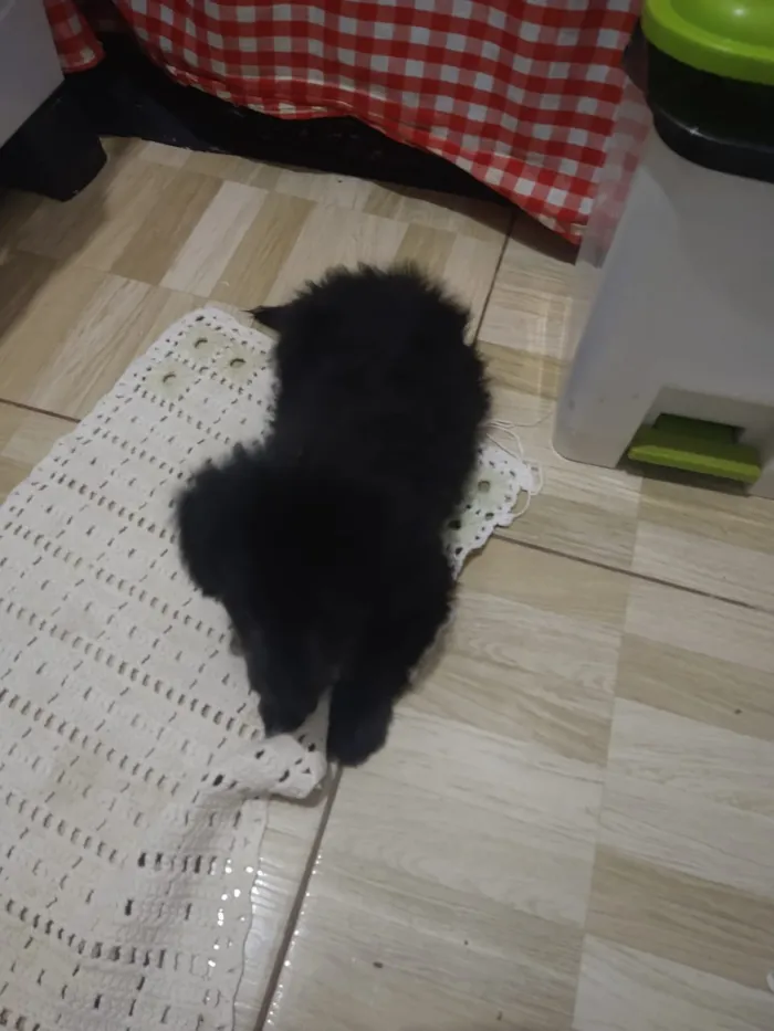 Cachorro ra a indefinida  idade Abaixo de 2 meses nome sem nome