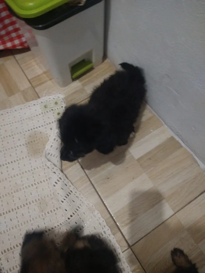 Cachorro ra a indefinida  idade Abaixo de 2 meses nome sem nome