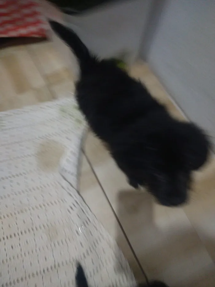 Cachorro ra a indefinida  idade Abaixo de 2 meses nome sem nome