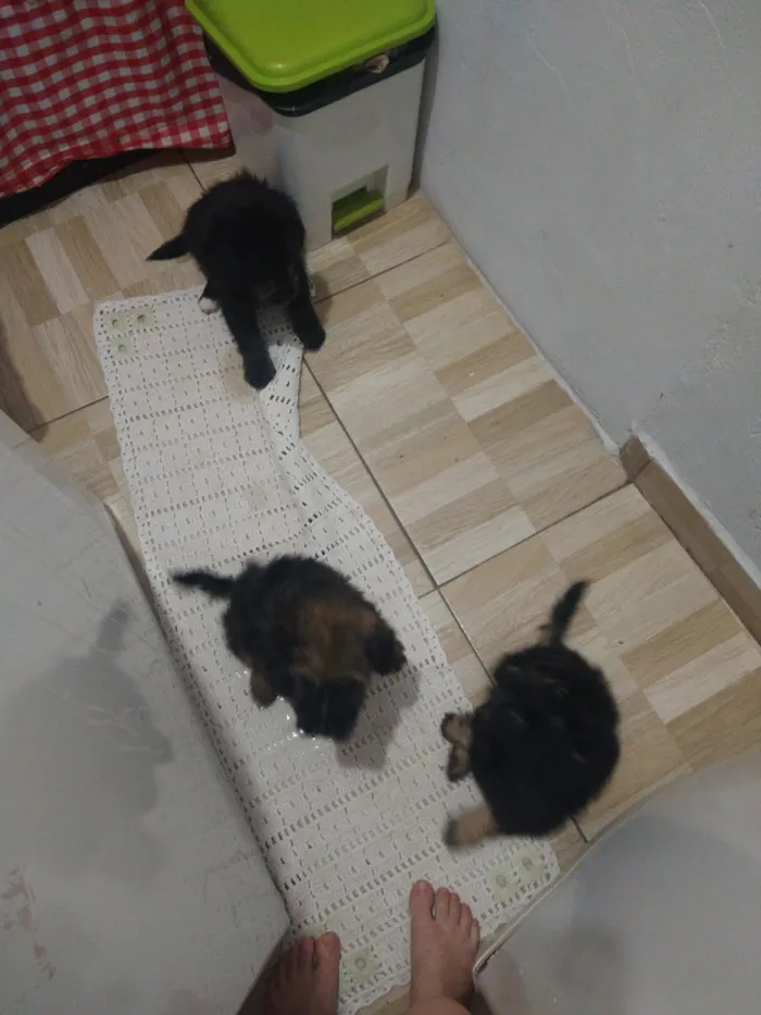 Cachorro ra a indefinida  idade Abaixo de 2 meses nome sem nome
