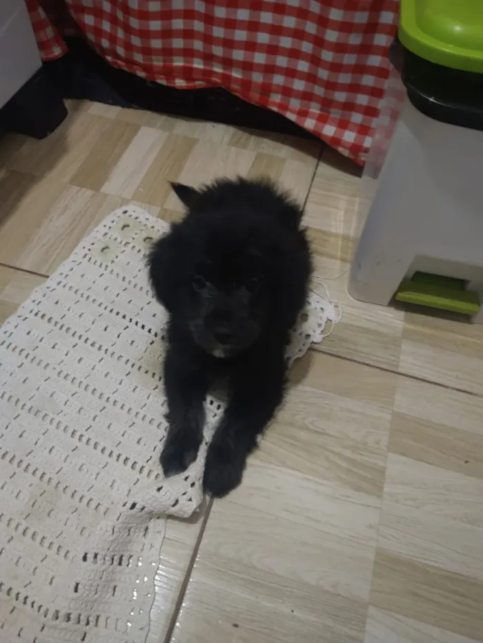 Cachorro ra a indefinida  idade Abaixo de 2 meses nome sem nome