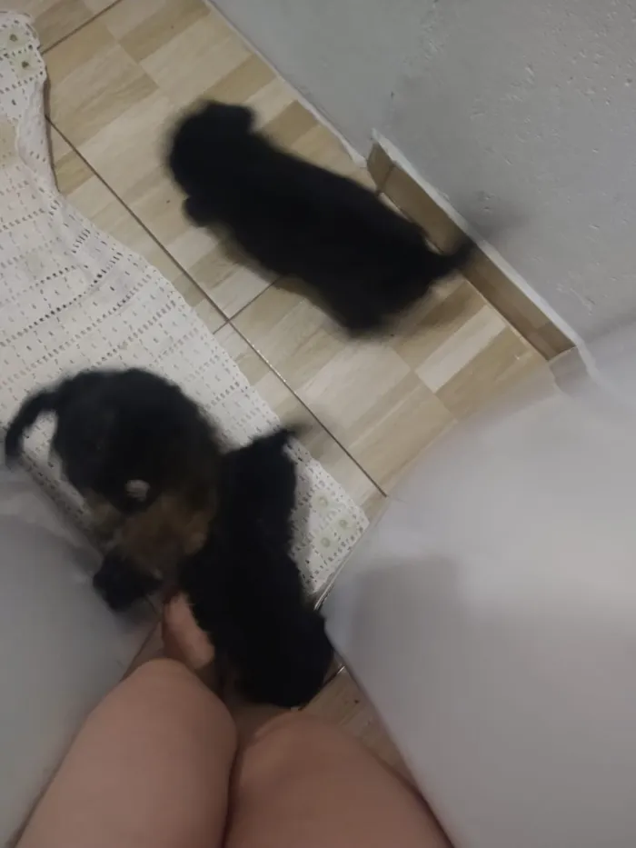 Cachorro ra a indefinida  idade Abaixo de 2 meses nome sem nome