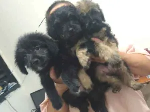 Cachorro raça indefinida  idade Abaixo de 2 meses nome sem nome
