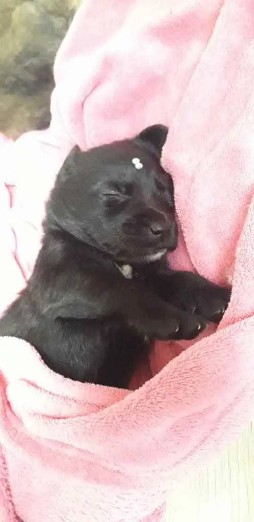 Cachorro ra a Amada idade Abaixo de 2 meses nome Crispy 