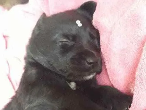 Cachorro ra a Amada idade Abaixo de 2 meses nome Crispy 